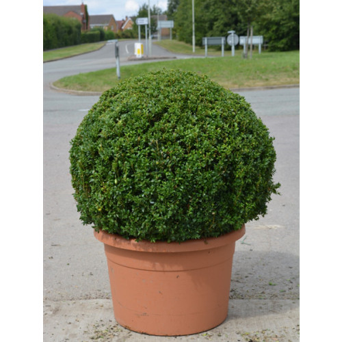 Box Buxus Ball , 70cm
