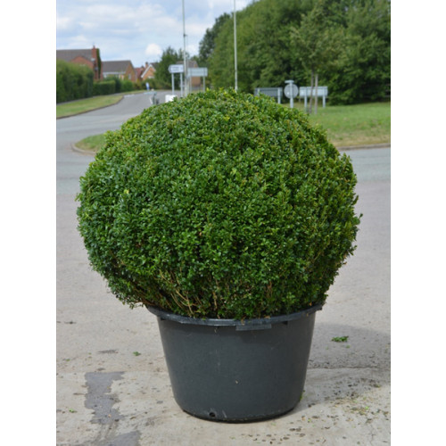 Box Buxus Ball, 80cm