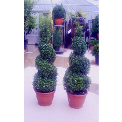 Box Buxus Spiral, 110-120cm (3ft 6in - 3ft 9in) Planted Height