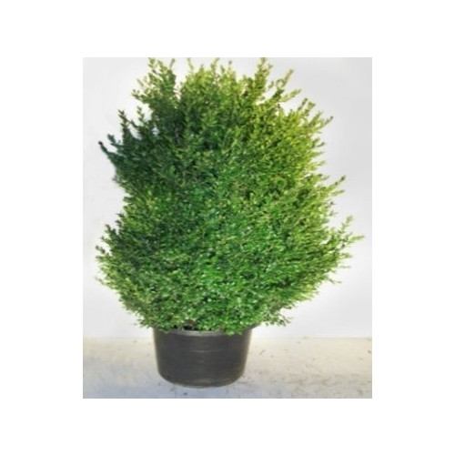 Buxus Bush, 110-130cm Including pot.