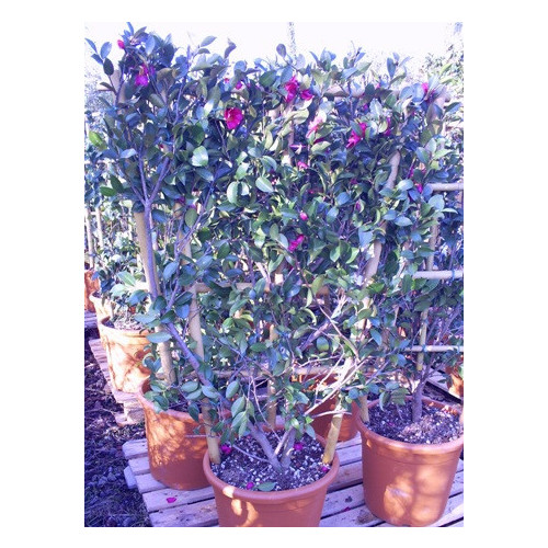 Camelia Sasangua Trellis 4 feet 6 inches x 2 feet 6inches