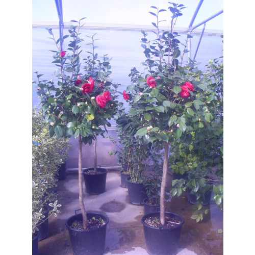 Camelia Japonica ball on stem 195 - 210cm / 6ft 6in - 7ft including pot height - 60-70cm Ball