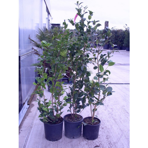 Camelia Japonica small bush 3ft/ 90cm cluding pot height-new size