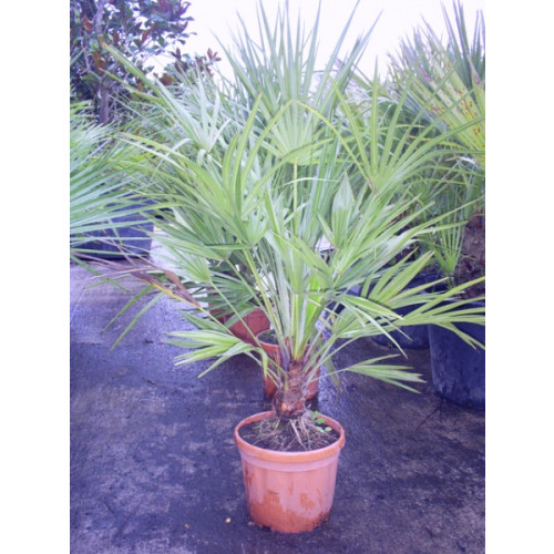 Chamaerops humilis Fan Palm, 90cm including pot height