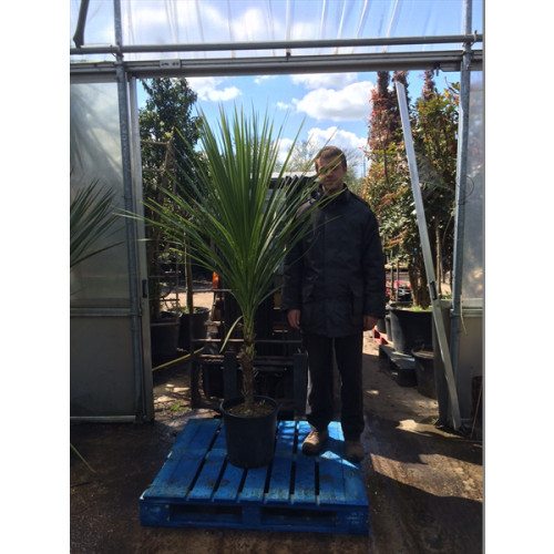 Cordyline Australis Cabbage Palm (Single Stem) 150-175cm planted total height