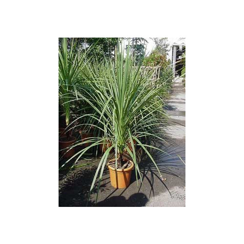 Cordyline Australis Cabbage Palm (Single Stem) 125-150cm planted total height