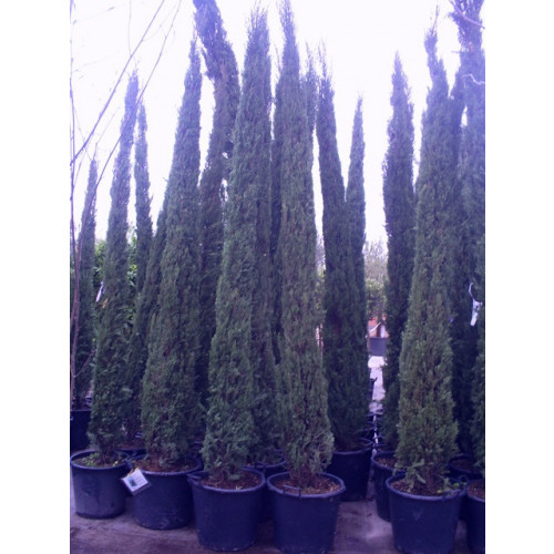 Seagrave Nurseries - Italian Cypress Trees