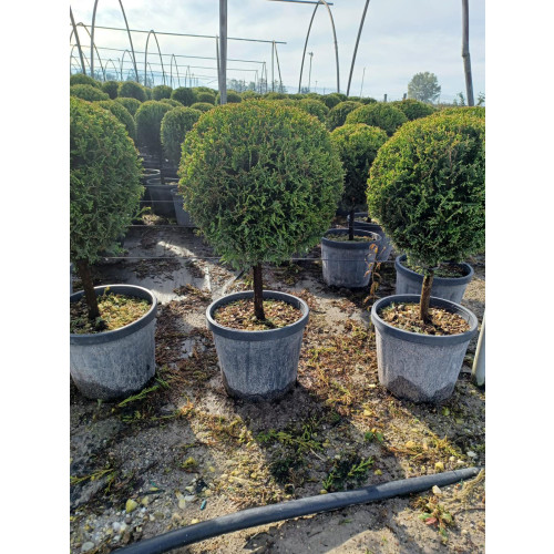 Leylandii Gold Ball on 1/4 Std Stem, 35-40cm Diameter