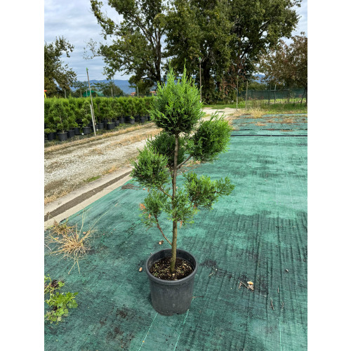 Leylandii Gold Pmpons 80-90cm Tall - Delivery early AUGUST 2025