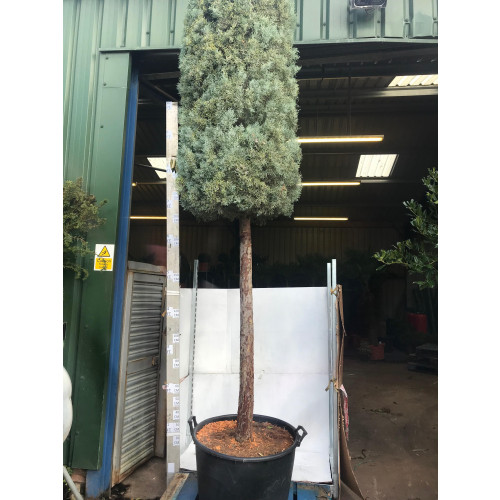 Cupressus Arizonica Fastigiata Cylinder on 200cm Stem, 25/30cm girth, 350cm/ 11ft 6in total height including pot