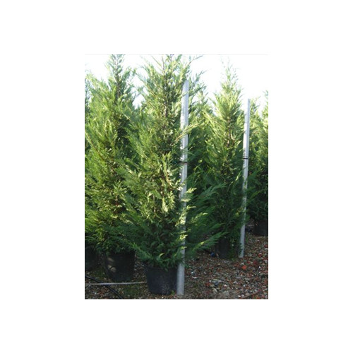 Leylandii Green Large 12 -14ft High Plant Height