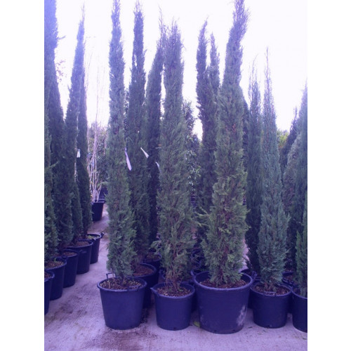 Seagrave Nurseries - Italian Cypress Trees