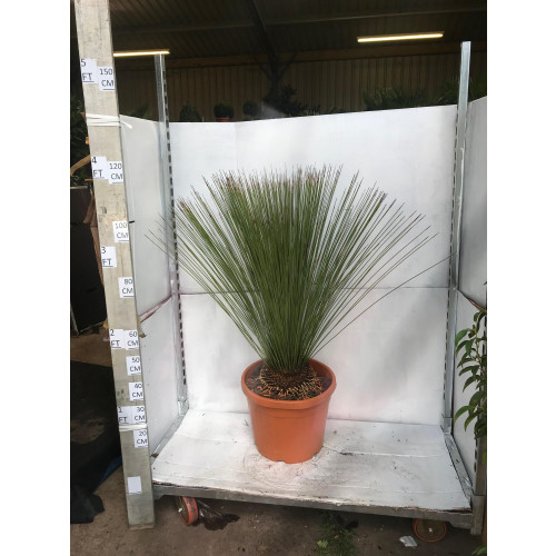 Dasylirion Longissimum (Mexican Grass Tree) 45lt Pot, Approx Height 130cm
