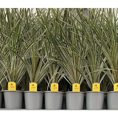 Cordyline Torbay Dazzler, 2L Pot