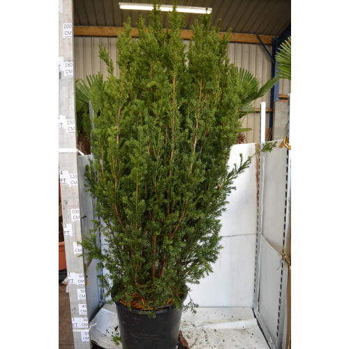 Taxus Baccata Fastigiata 'Robusta', 210cm (7ft) including pot, 50L