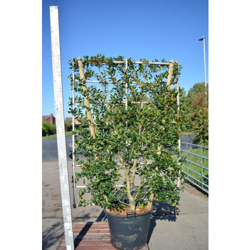 Ilex Mutchagara Nellie Stevens Pelached Panel (200cm h x 150cm w), 240cm/8ft overall height including pot
