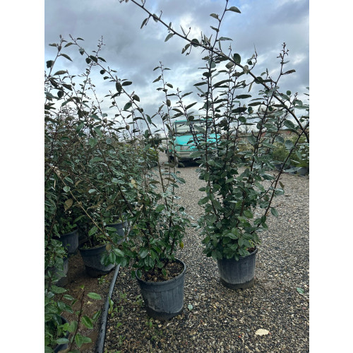 Elaeagnus Ebbingei, 150-175cm Planted Height, 18L