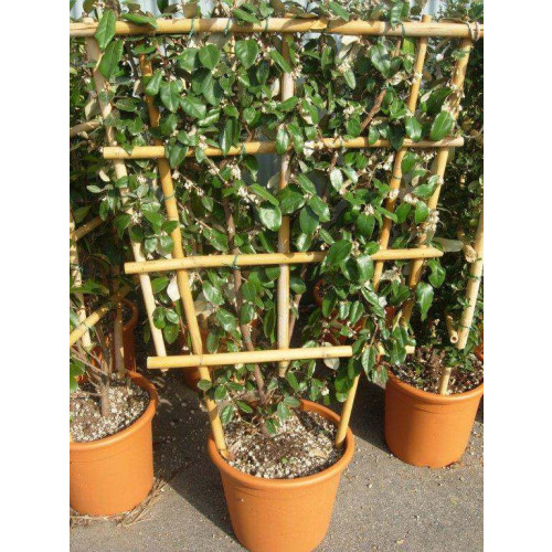 ESPALIER: ELAEAGNUS X EBBINGEI 120x85