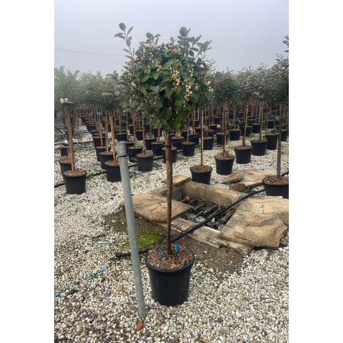 Elaeagnus Ebbingei on 1/2 Std Stem, 35-40cm Head Diameter