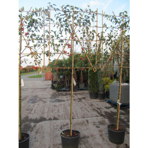 Malus ''Evereste'' (Crab Apple) espalier ltd quan in container 1.8m stem 1.2m high x 1.2m wide Pleached