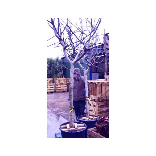 Fig standard 7 - 8ft inc pot height