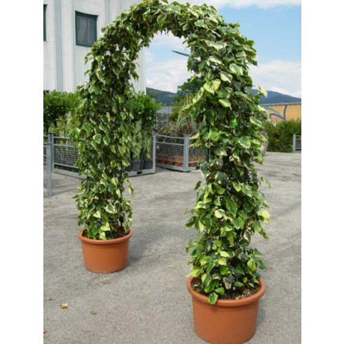 TOP: ARCH DOUBLE (HEDERA COLC. DENT. VARIEGATA) 250 40 cm Wide