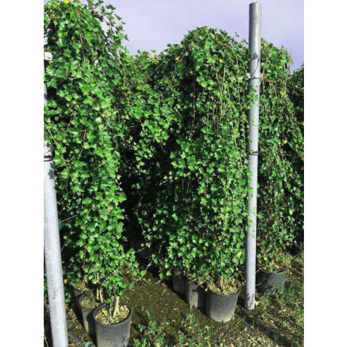 HEDERA HELIX HIBERNICA 200-250cm 18lt