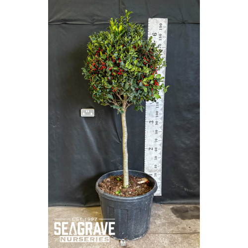 Ilex Nelly Stevens, 1/2 STD, 12/14cm Girth, 90-100cm diameter head