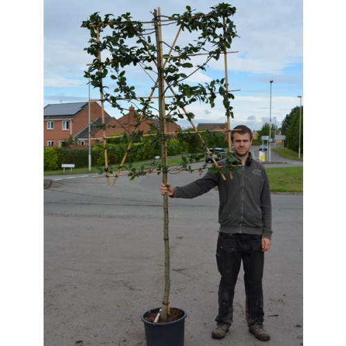 Hornbeam Carpinus Betulus 1.2 Metre Clear Stem 10/12cm girth 120cm x 120cm Trellis