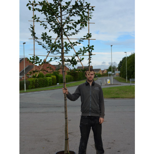 Hornbeam Carpinus Betulus 1.5 Metre Clear Stem 10/12cm girth 120cm x 120cm Trellis