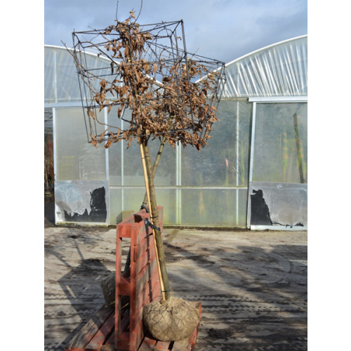 Hornbeam Carpinus Betulus 1.5 Metre Clear Stem 60x60x60cm cube