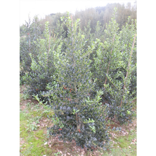 Holly 'J. C. Van Tol' (Ilex Aquifolium 'J. C. Van Tol') , 80-100cm, Rootball - SOLD OUT