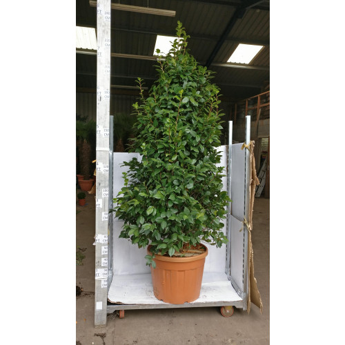 Camelia Japonica Large (Pink Flower) 8ft/240cm high including height of pot