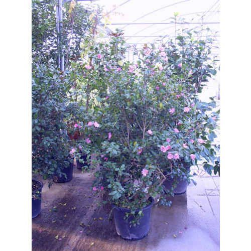 Camelia Sasangua height of bush 120-150cm 45lt