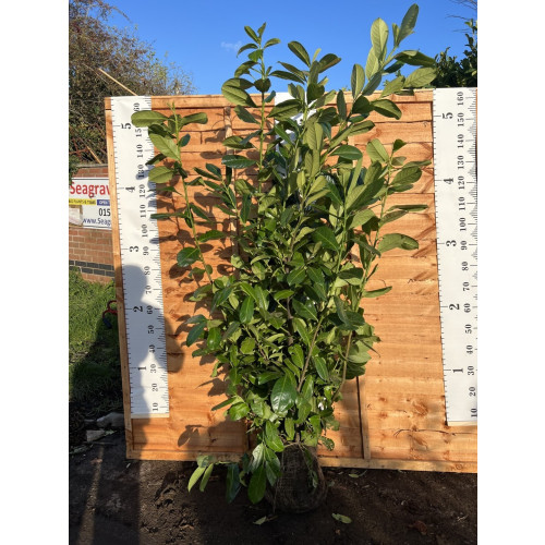 Cherry Laurel Hedging Rootball 1.5-1.8m (5-6ft) - TAKING ORDERS FOR LATE SEPTEMBER 2025