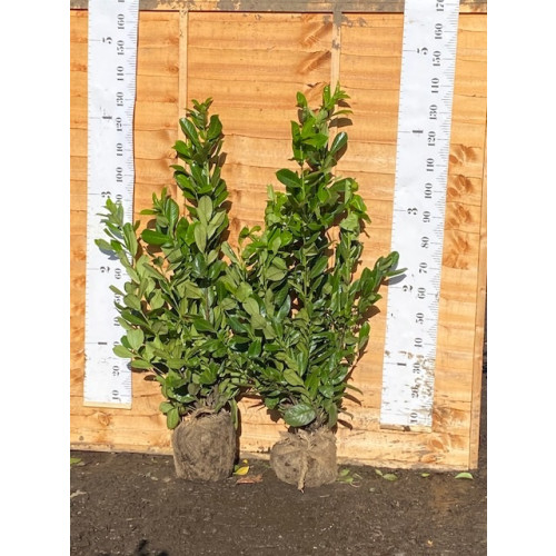 Cherry Laurel Hedging Rootball 1-1.2m (3-4ft) - TAKING ORDERS FOR LATE SEPTEMBER 2025