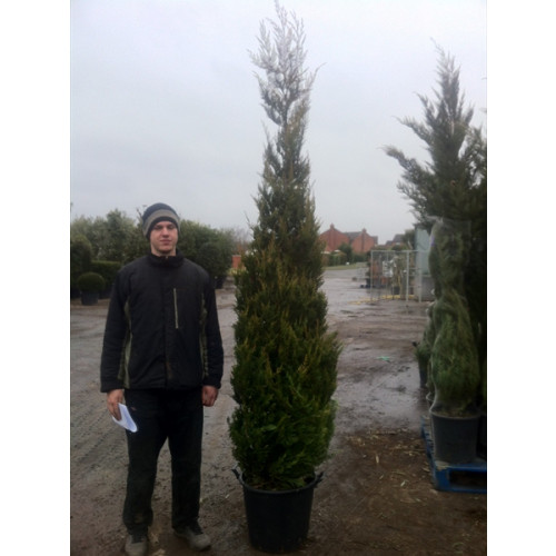 Leylandii 'Gold Rider' 275-300cm / 9-10 feet high plant height in 30 litre pots