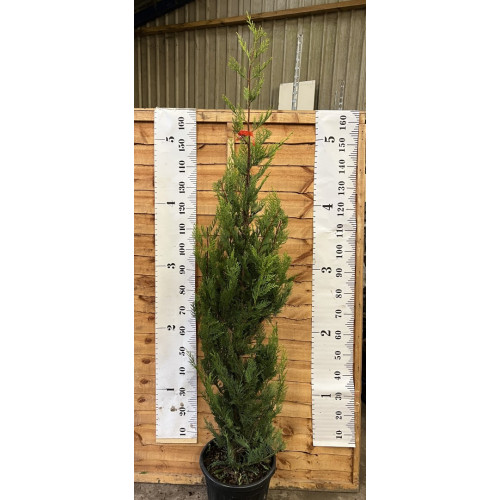 Leylandii Castlewellyn Gold 150-180cm (5 - 6ft) high planted height - 15 litre pot