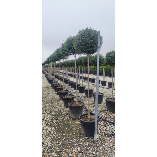 Privet Ball Lollipop Ligustrum 180cm / 6ft including pot height (40-45cm diameter ball)