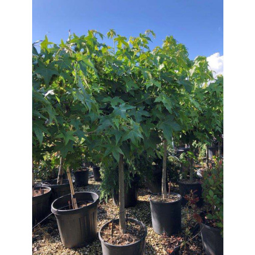 LIQUIDAMBAR STYRACIFLUA "GUM BALL" 1/4 Std. D.50/60 Clt.15/18