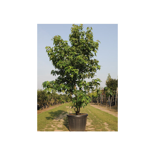 LIQUIDAMBAR STYRACIFLUA CLT45 175/200cm