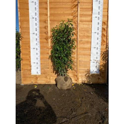 Hedging Prunus Lusitanica rootballed 100-120cm plant height - TAKING ORDERS FOR LATE SEPTEMBER 2025