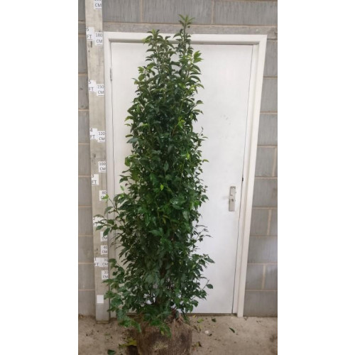 Hedging Prunus Lusitanica rootballed 150 - 175cm plant height - TAKING ORDERS FOR LATE SEPTEMBER 2025