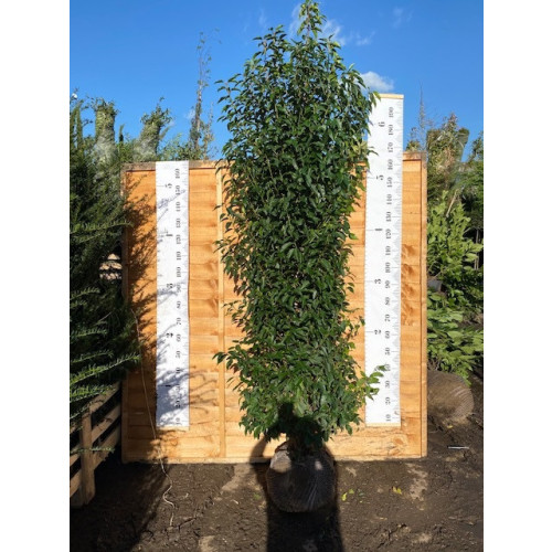 Hedging Prunus Lusitanica rootballed 200 - 225cm plant height - TAKING ORDERS FOR AUTUMN 2025