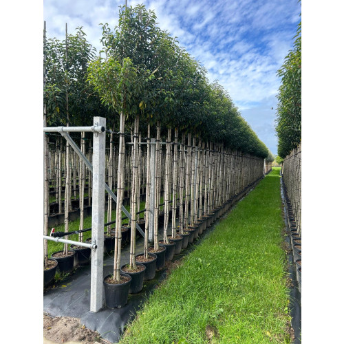 Prunus Lusitanica Standard (Portuguese Laurel) 1.8-2.0 m stem, 3-3.5m Planted Height