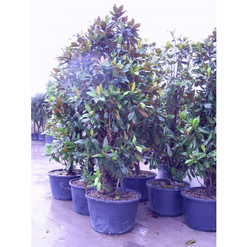 Magnolia Grandiflora Gallisoniensis 10ft includes pot height
