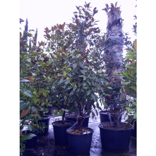 Magnolia Grandiflora Gallisoniensis 8ft - 9ft including pot height