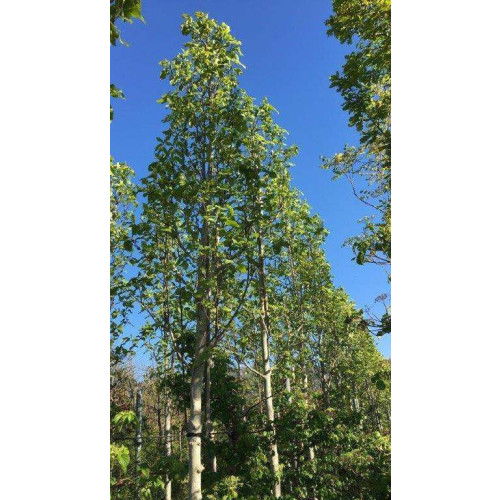 MAGNOLIA SOULANGEANA GALAXY Std. C.20/25