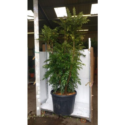 Mahonia Media Charity 150-180cm plant height