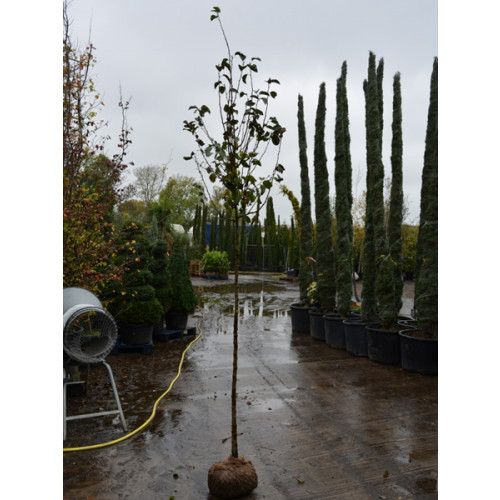 Malus John Downie 10/12 gith 1.5m clear stem 10 feet planted